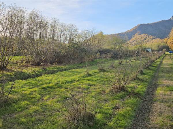 Terreno agricolo piantumato con pozzo a Cumiana