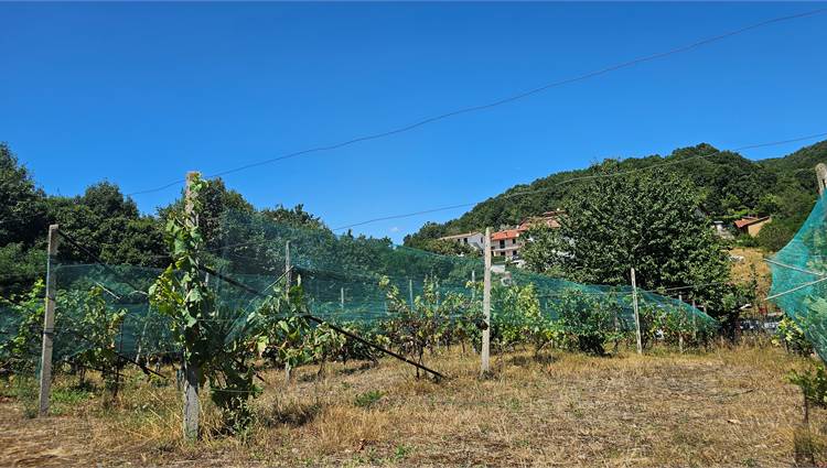 vitigno