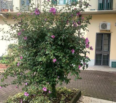 interno cortile 